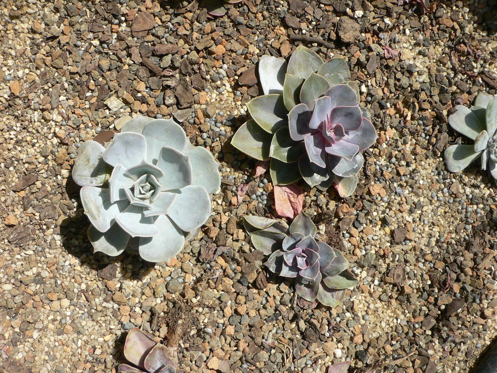 Suculentas tipo echeveria plantadas em cascalho, em forma de roseta